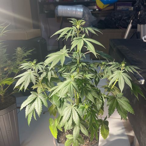Critical Orange Punch growlog timeline photo