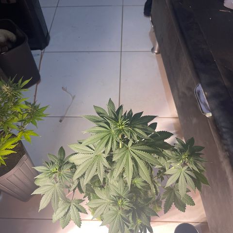 Critical Orange Punch growlog timeline photo