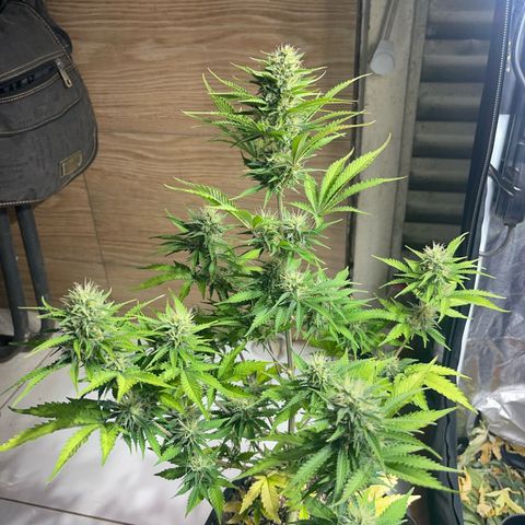 AK 47 growlog timeline photo