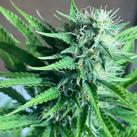 AK 47 growlog timeline photo
