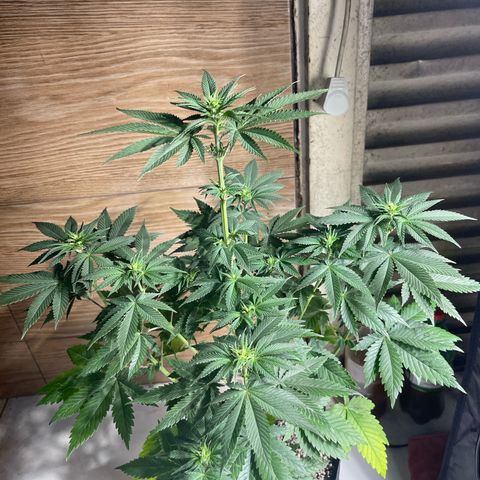 Critical Orange Punch growlog timeline photo