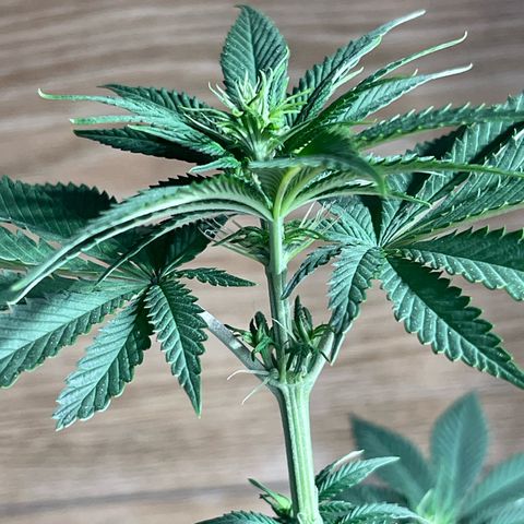 Critical Orange Punch growlog timeline photo