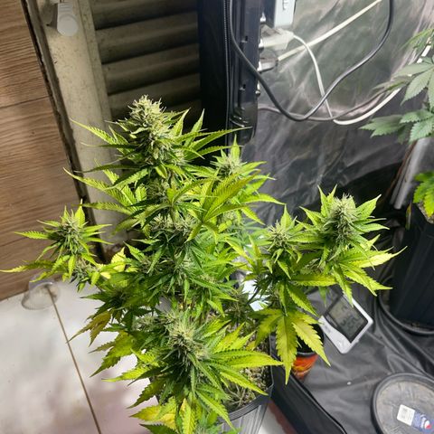 AK 47 growlog timeline photo