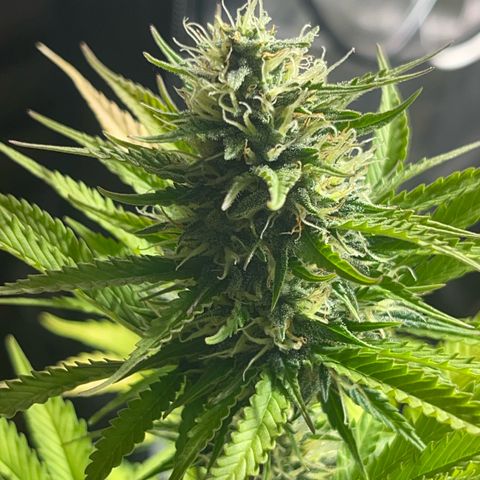 AK 47 growlog timeline photo