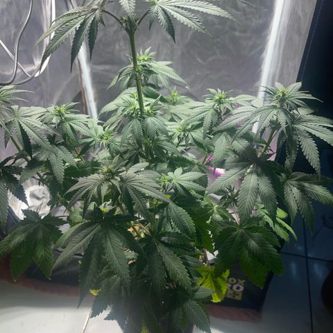 Critical Orange Punch growlog timeline photo