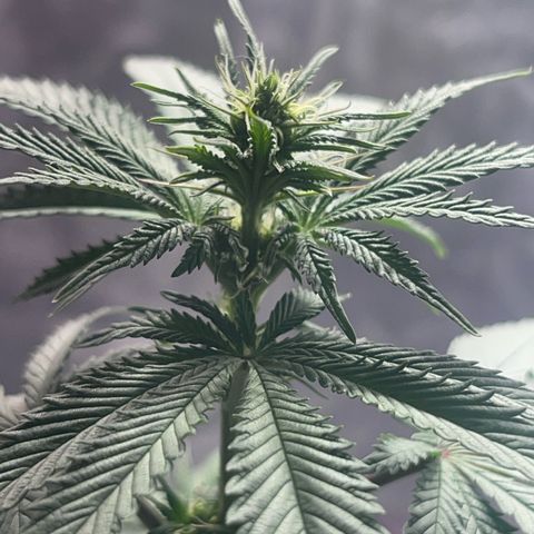 Critical Orange Punch growlog timeline photo