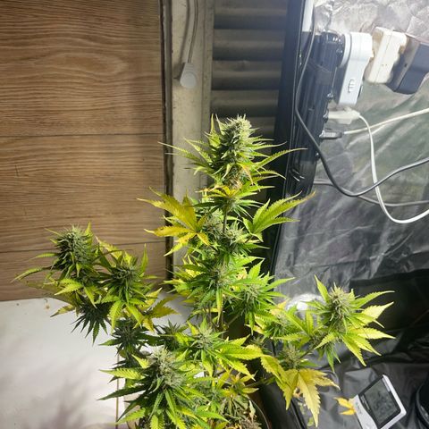 AK 47 growlog timeline photo