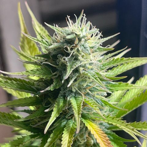 AK 47 growlog timeline photo