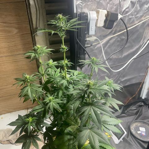 Critical Orange Punch growlog timeline photo