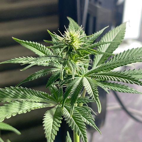 Critical Orange Punch growlog timeline photo