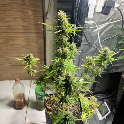 AK 47 growlog timeline photo