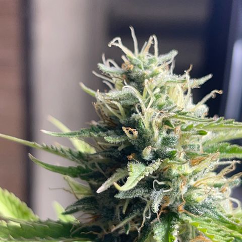 AK 47 growlog timeline photo