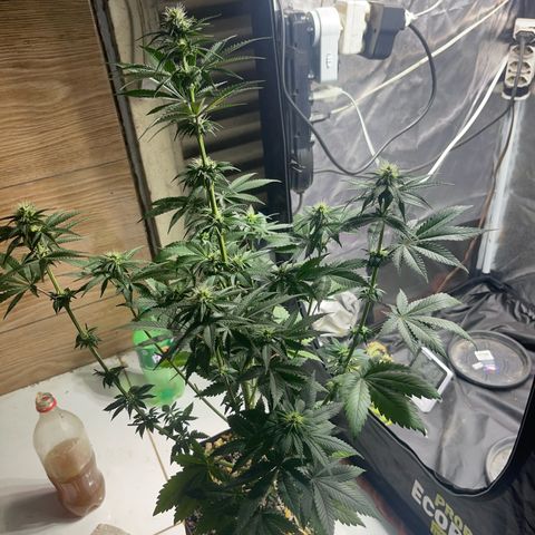 Critical Orange Punch growlog timeline photo
