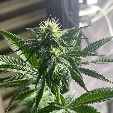 Critical Orange Punch growlog timeline photo