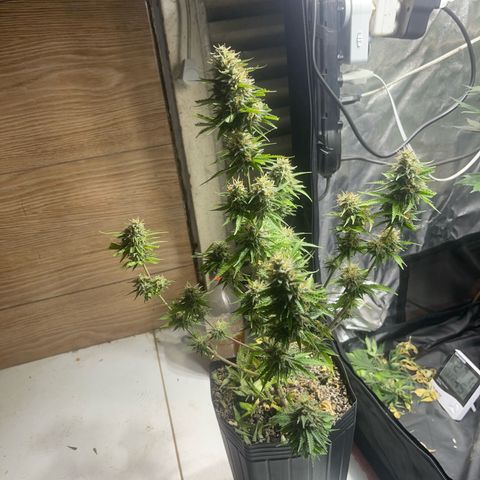 AK 47 growlog timeline photo