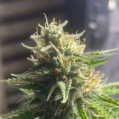 AK 47 growlog timeline photo
