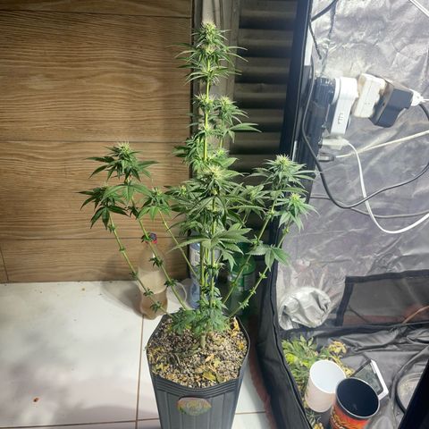 Critical Orange Punch growlog timeline photo