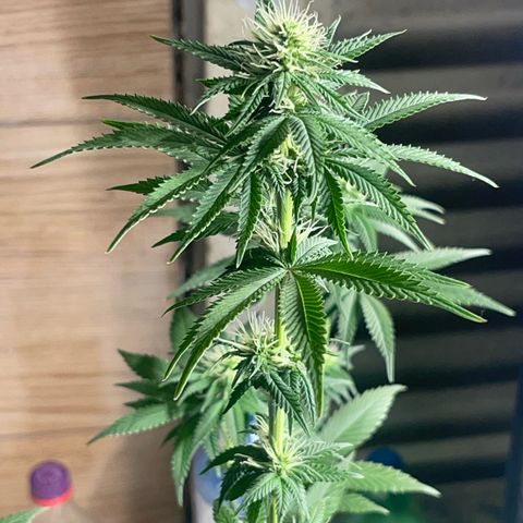 Critical Orange Punch growlog timeline photo