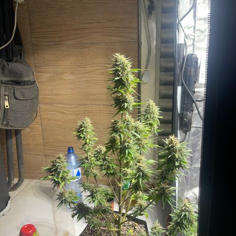 AK 47 growlog timeline photo