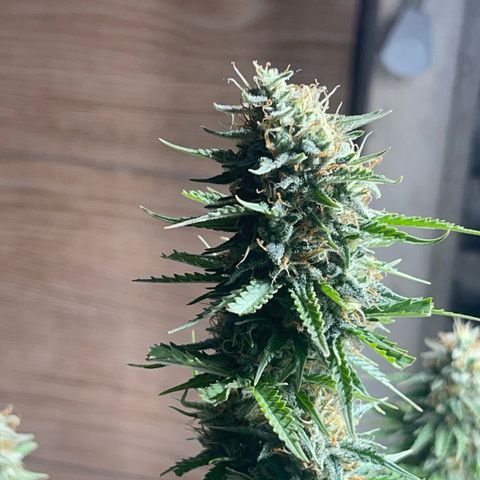 AK 47 growlog timeline photo
