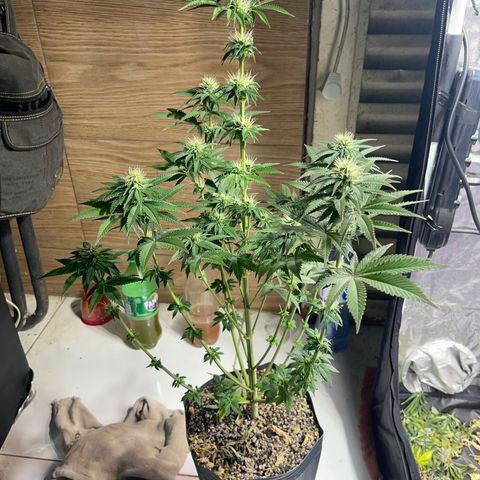 Critical Orange Punch growlog timeline photo