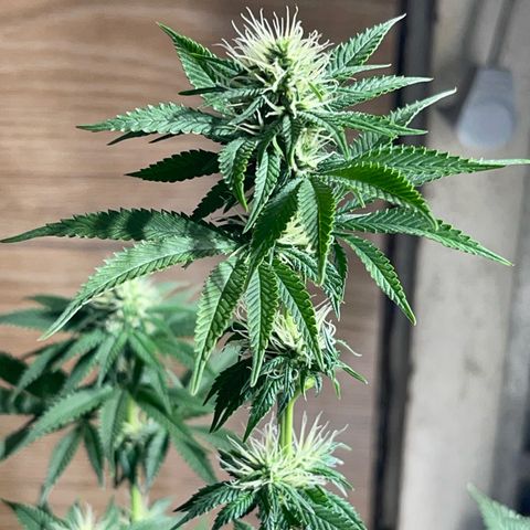 Critical Orange Punch growlog timeline photo