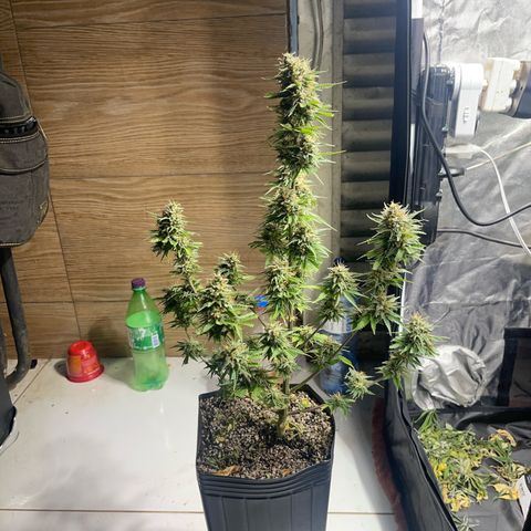 AK 47 growlog timeline photo