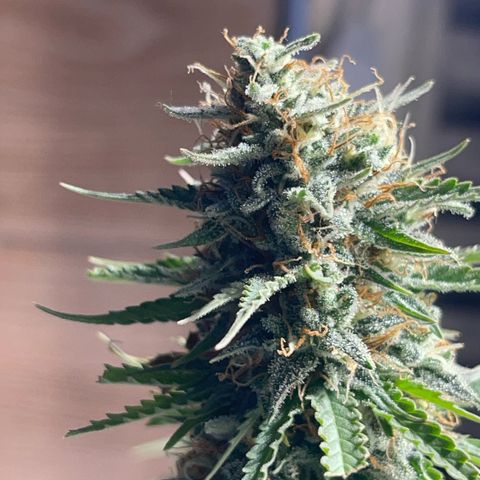 AK 47 growlog timeline photo