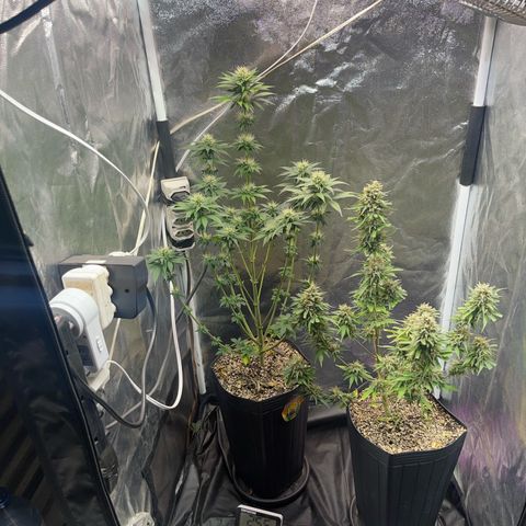 Critical Orange Punch growlog timeline photo