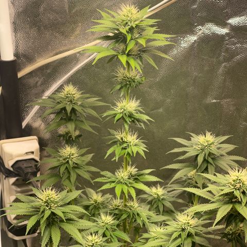 Critical Orange Punch growlog timeline photo