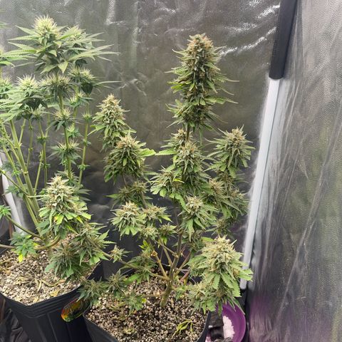 AK 47 growlog timeline photo