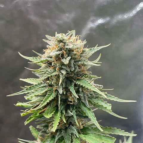 AK 47 growlog timeline photo