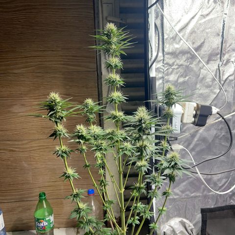 Critical Orange Punch growlog timeline photo