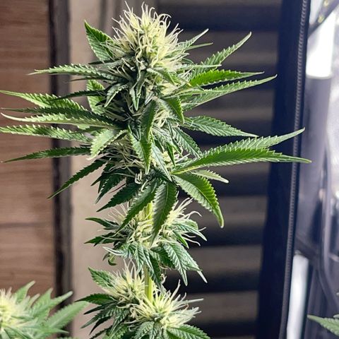Critical Orange Punch growlog timeline photo