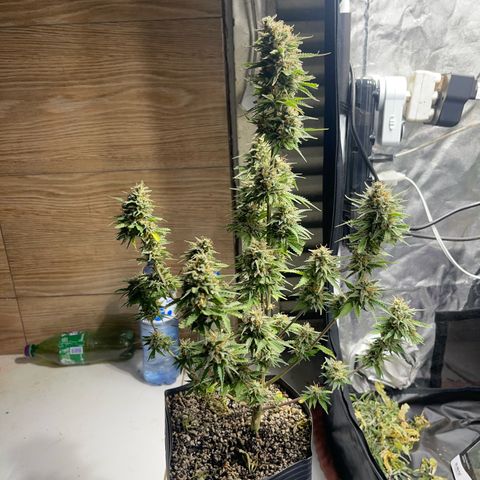 AK 47 growlog timeline photo
