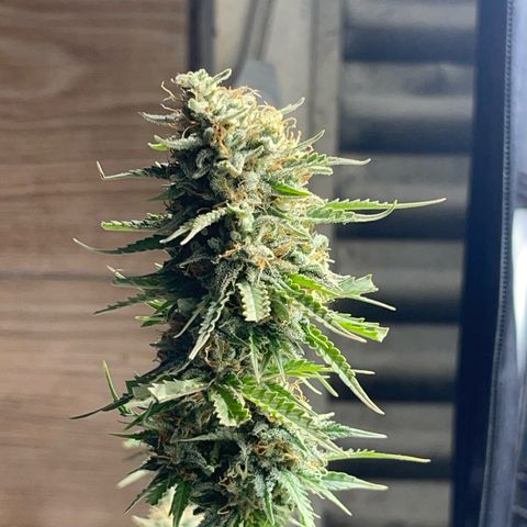 AK 47 growlog timeline photo