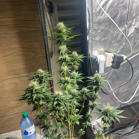 Critical Orange Punch growlog timeline photo