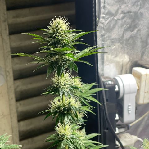 Critical Orange Punch growlog timeline photo
