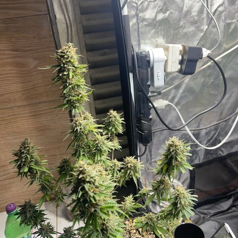 AK 47 growlog timeline photo