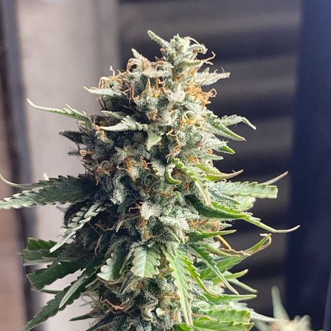 AK 47 growlog timeline photo