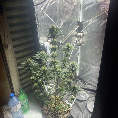 Critical Orange Punch growlog timeline photo