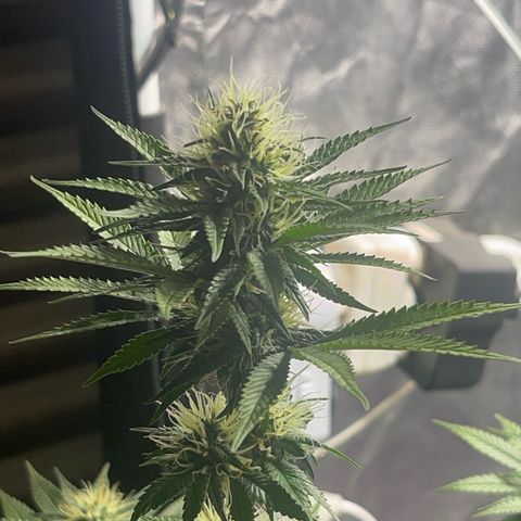Critical Orange Punch growlog timeline photo