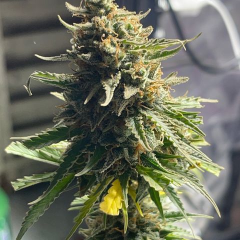 AK 47 growlog timeline photo
