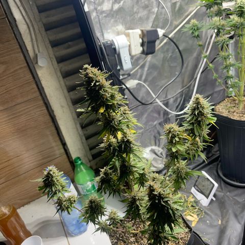 AK 47 growlog timeline photo