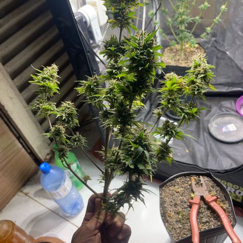 AK 47 growlog timeline photo