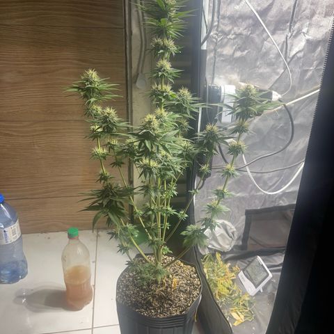 Critical Orange Punch growlog timeline photo