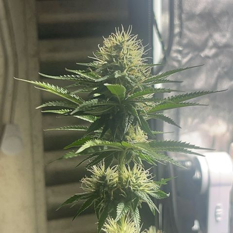 Critical Orange Punch growlog timeline photo