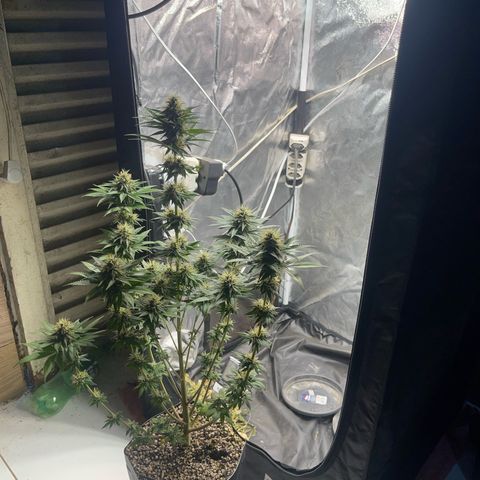 Critical Orange Punch growlog timeline photo