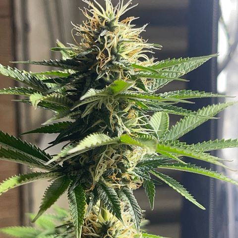 Critical Orange Punch growlog timeline photo