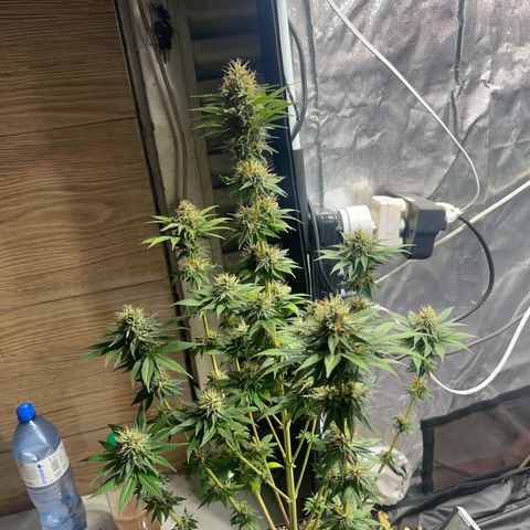 Critical Orange Punch growlog timeline photo